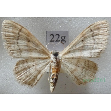 Idaea deversaria (Herrich-Schäffer, 1847) Krocznik gospodek Slovakia22g
